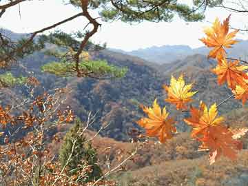 大數(shù)據(jù)分析助力流行病預測與預防策略優(yōu)化